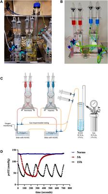 A novel OSA-related model of intermittent hypoxia in endothelial cells under flow reveals pronounced inflammatory pathway activation